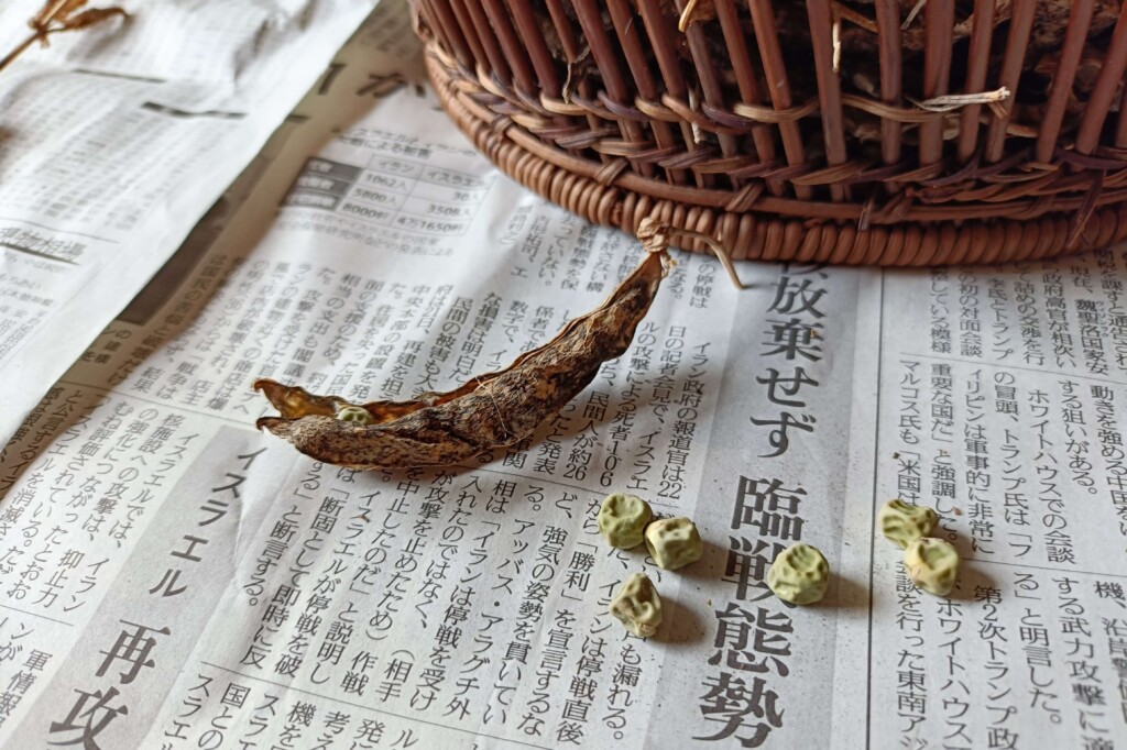 20251027_satsumaimo endo daikon kj