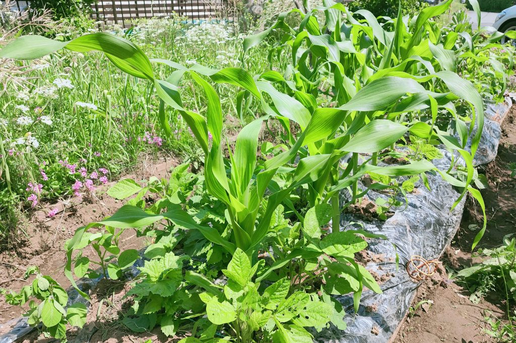 20250520_tomorokoshi edamame kj