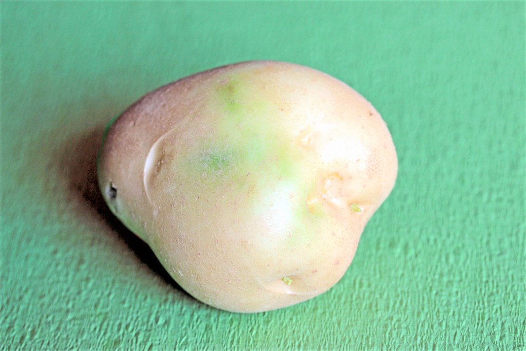 potato-15