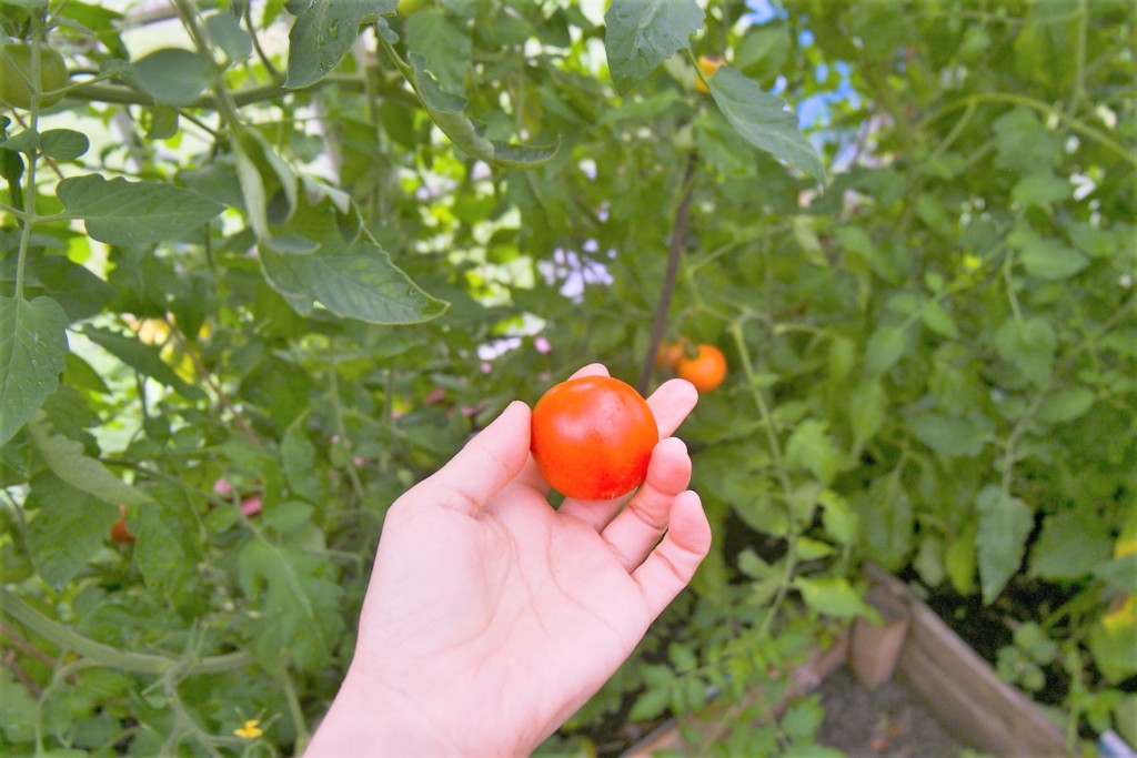 tomatoes-11