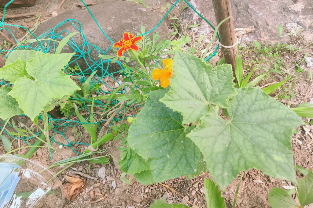 20250701_cucumber kj