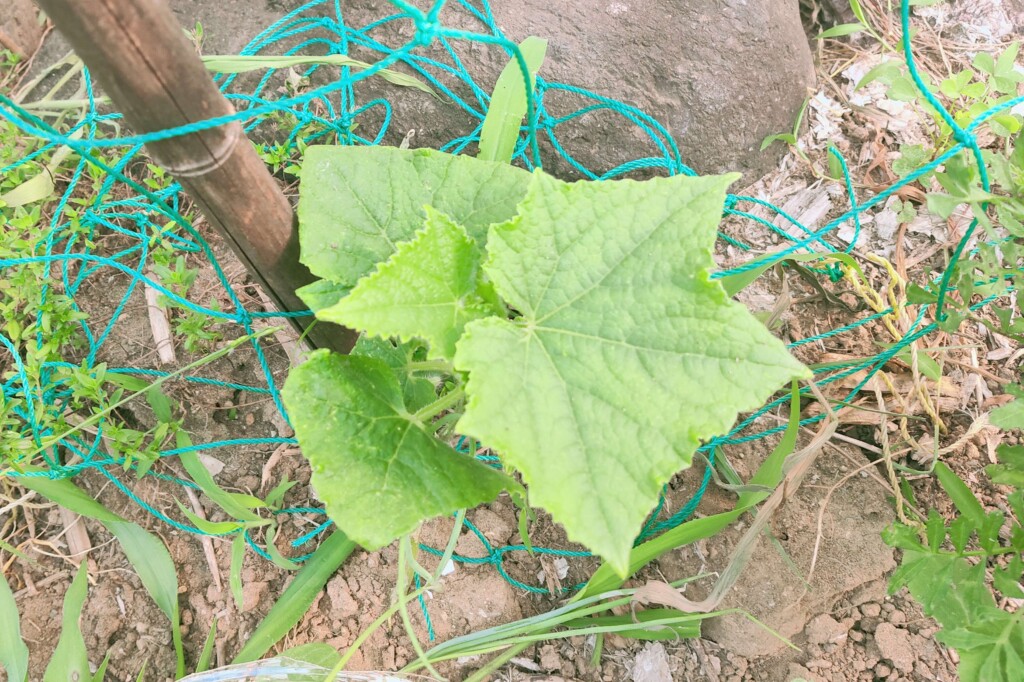 20250701_cucumber kj2