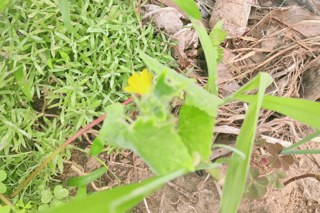 20250701_cucumber kj3