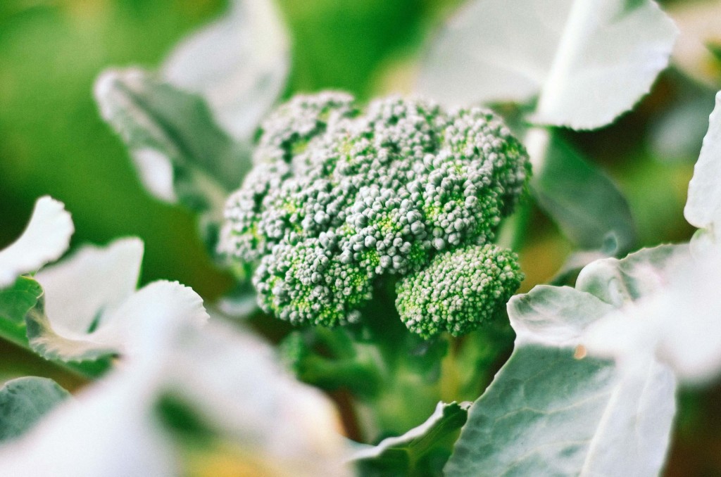 broccoli-13 (★)