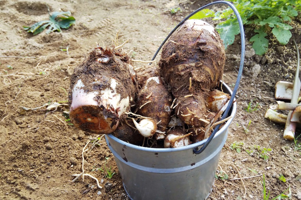 捨てないで 収量が1 5に増える里芋の親芋栽培 木嶋先生の裏ワザで無駄なし里芋栽培 カジトラ