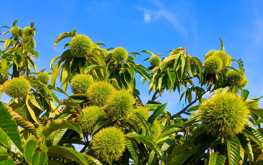 ふるさと納税 信州里の菓工房おすすめ