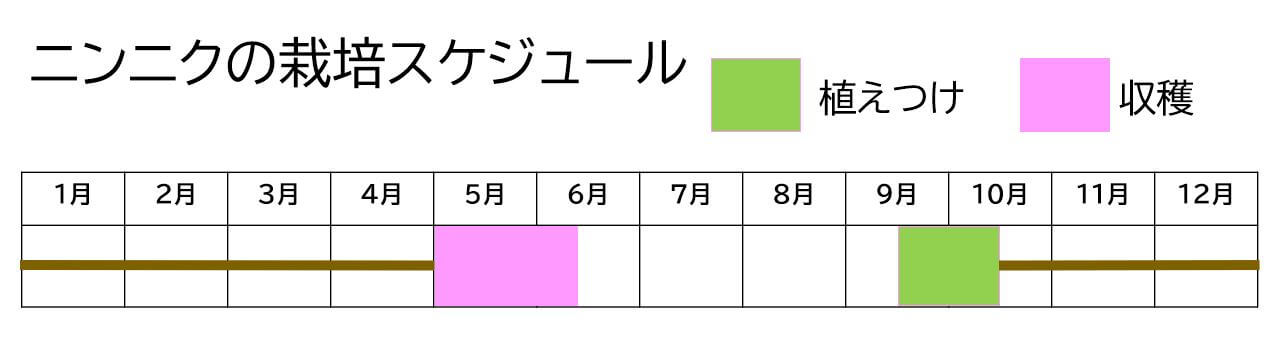 garlic,ninniku,schedule★
