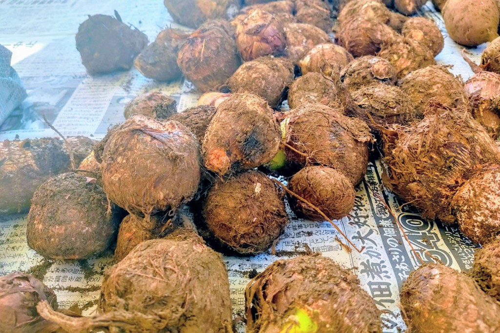 実験中 収穫した里芋を家で保存 長く保存させる2つのポイント カジトラ