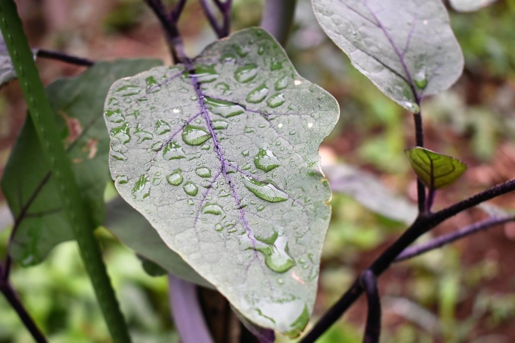 ナスの追肥を液肥で行う 葉面散布 生長促進する伝承農法 カジトラ