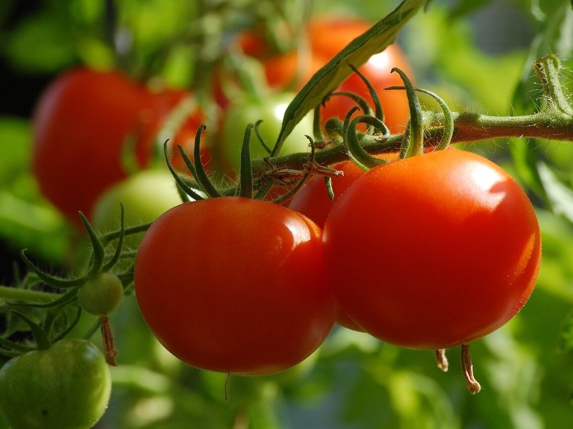 甘いトマトを育てる方法 カチカチ植え 畑を踏み固めて雨水防止 カジトラ