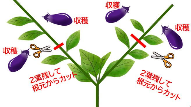 わかりやすい ナスの整枝方法 深町貴子さんに学ぶナスを長期間たくさん収穫する方法 カジトラ
