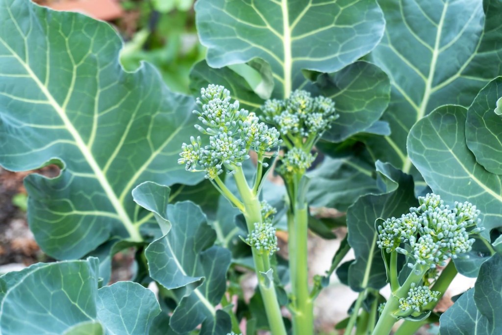 broccoli-19kj