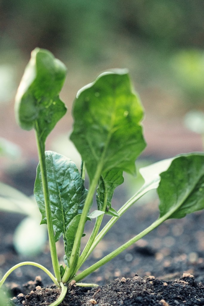 spinach,horenso,seeds-3kj-full
