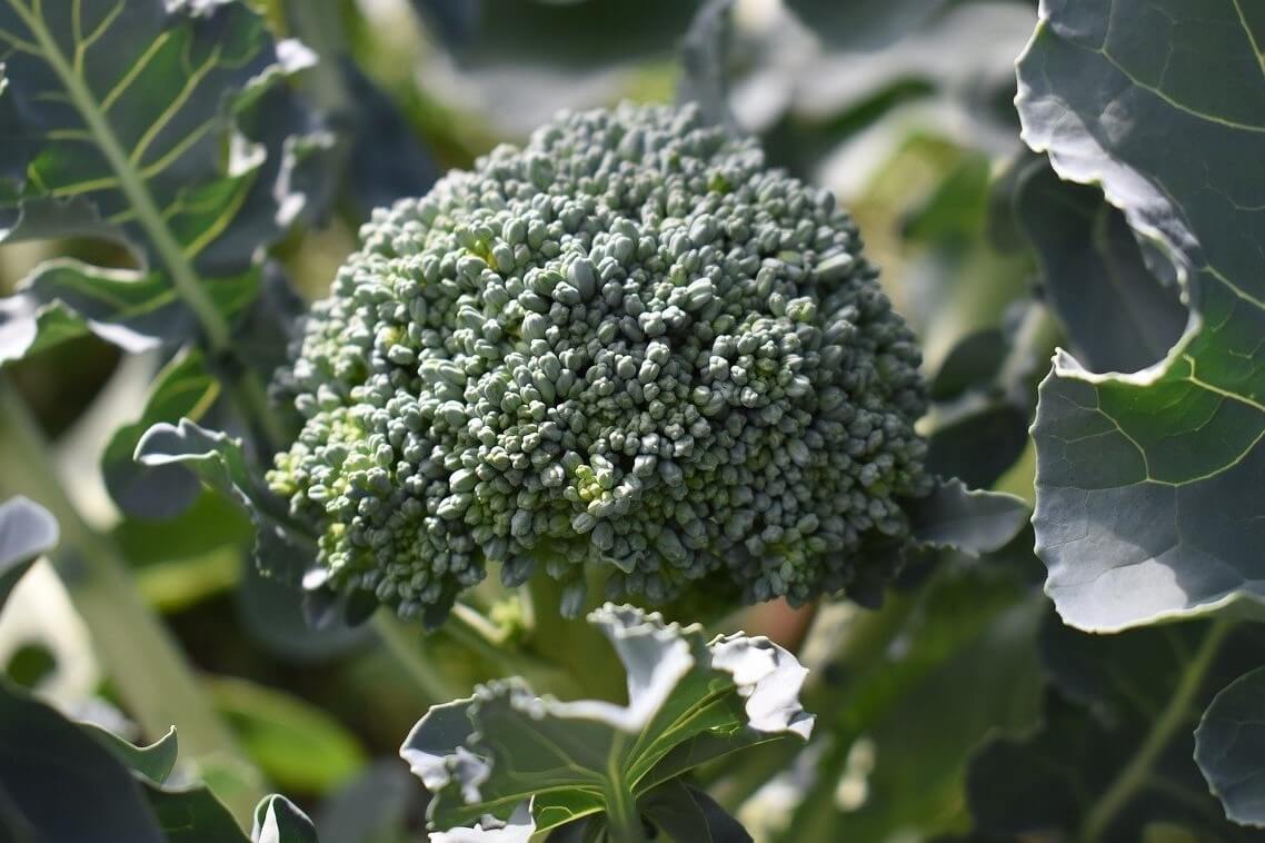 broccoli-2kj
