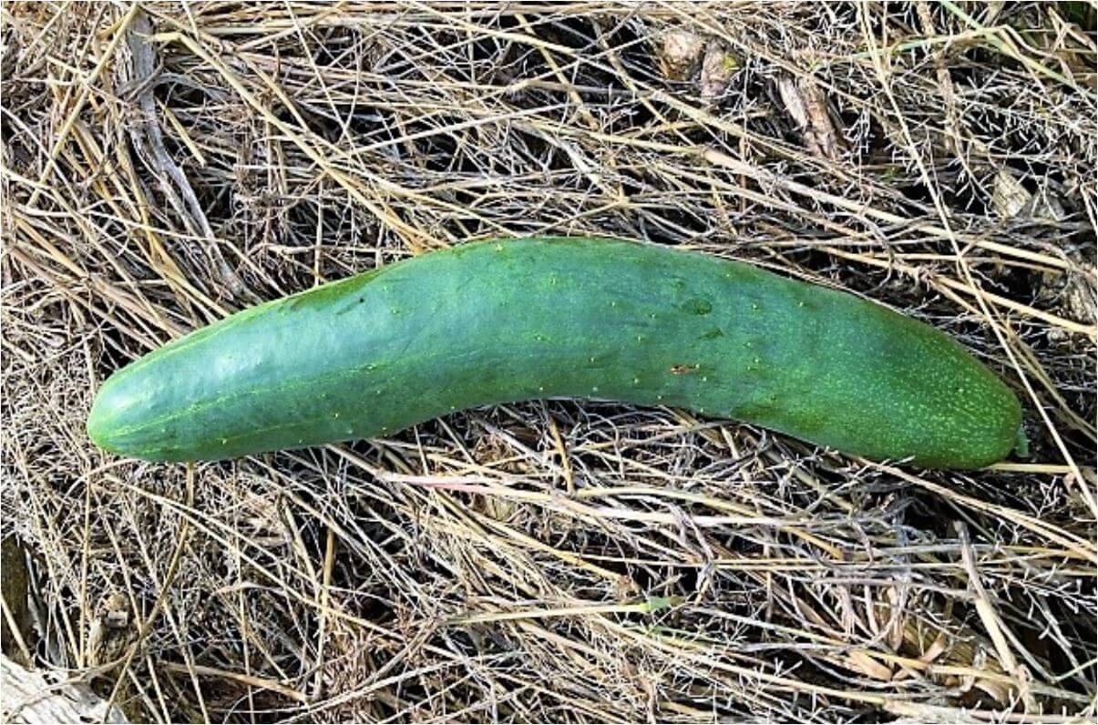 cucumbers-38kj