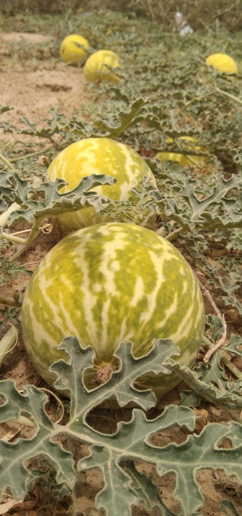 watermelon-19kj