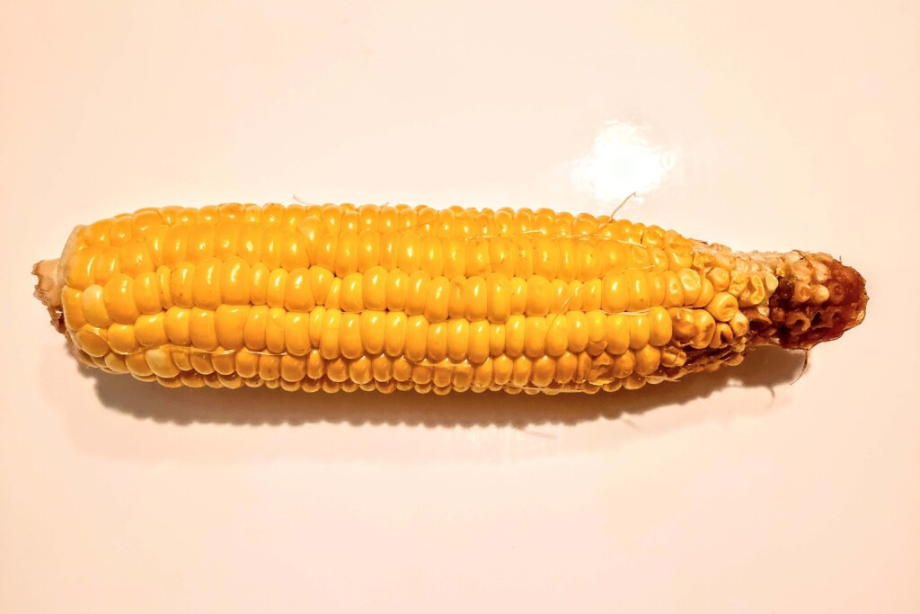 tomorokoshi,corn-kj (29)20230927
