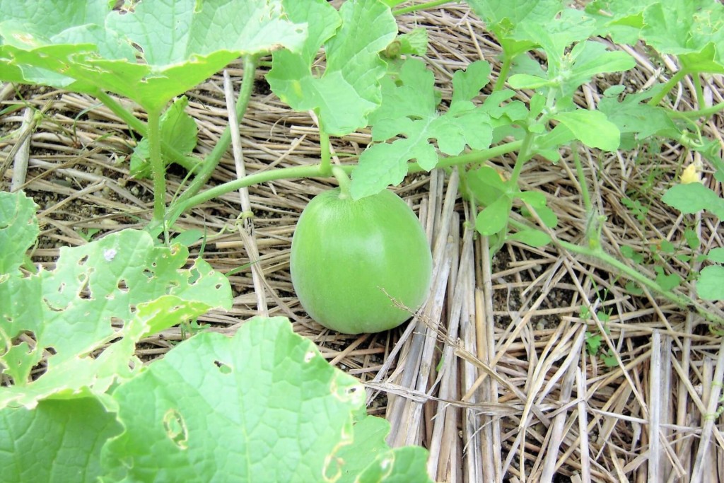 melon-1kj