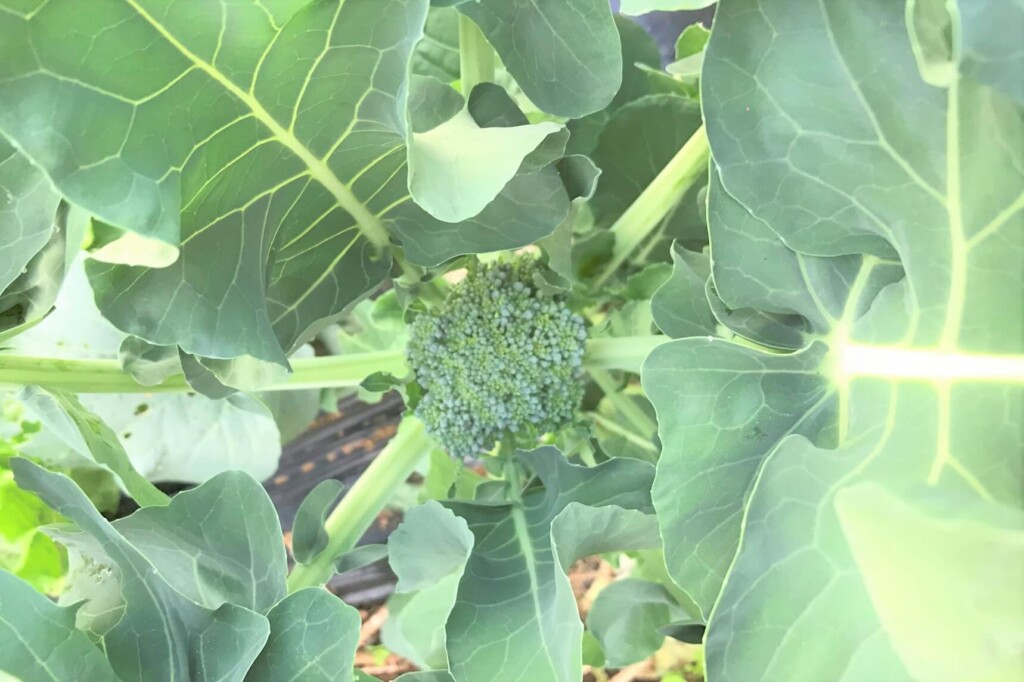 broccoli-23kj
