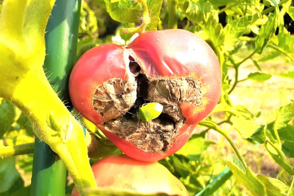tomato,shirigusare -1kj