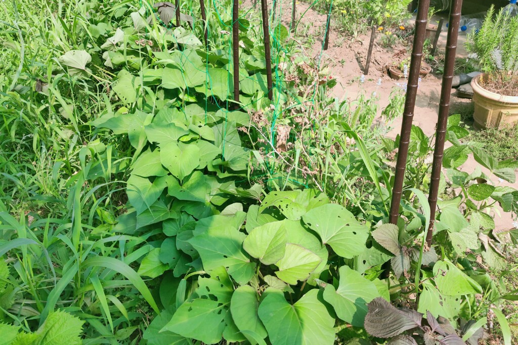 20250714_satsumaimo kj