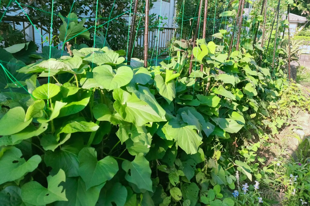 20250805_satsumaimo kj