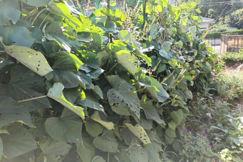 20251013_satsumaimo kj