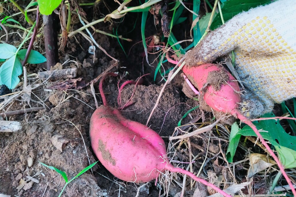 20251013_satsumaimo kj2