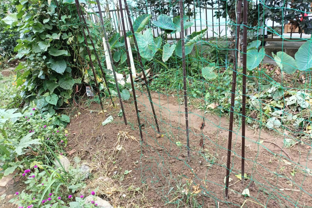 20251016_satsumaimo endo daikon kj