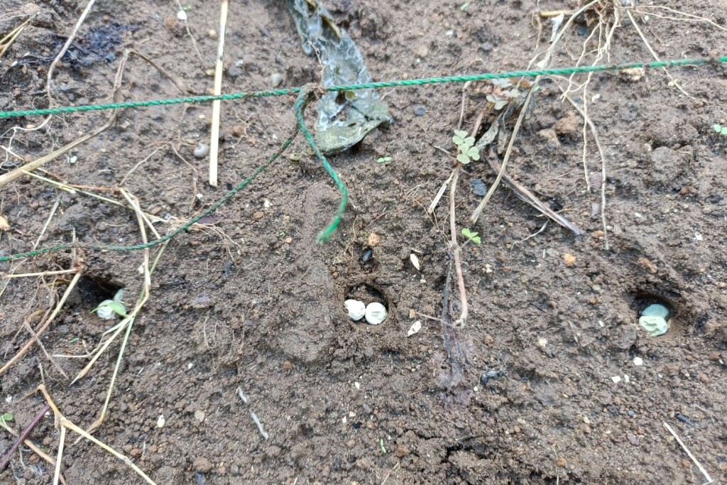 20251027_satsumaimo endo daikon kj3