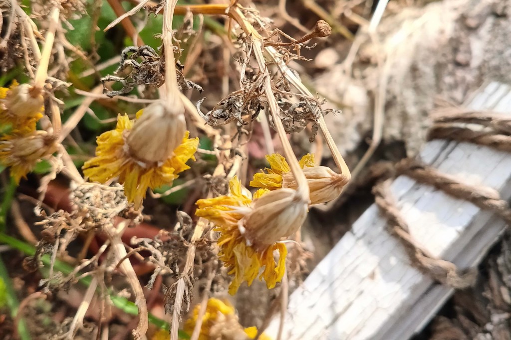 daiso marigold seeds kj (3)