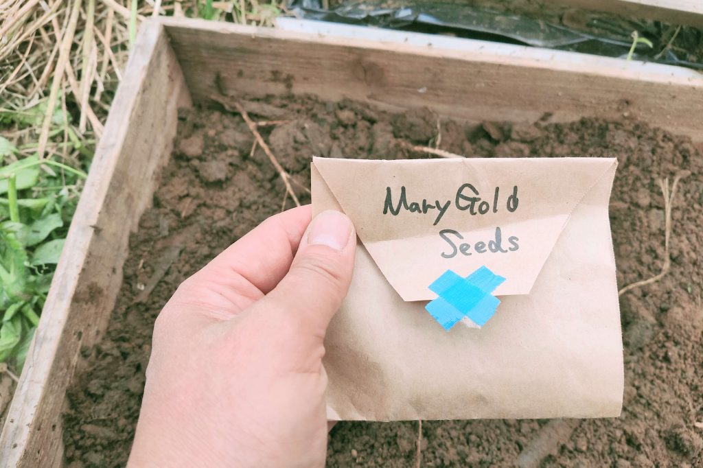 20250507_daiso marigold kj (1)