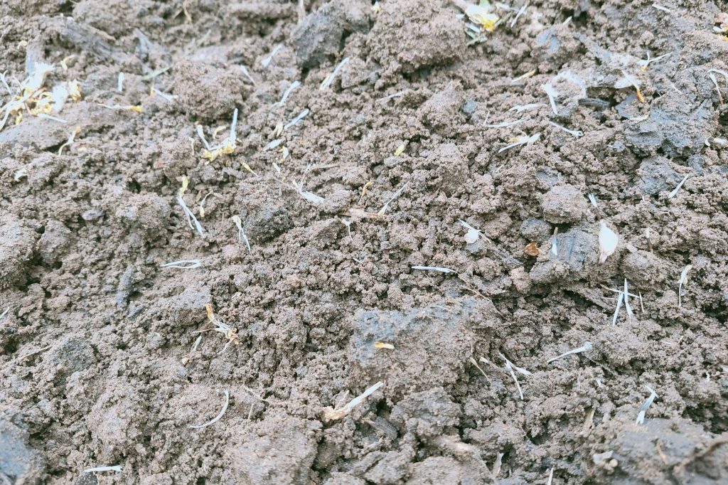 20250507_daiso marigold kj (3)