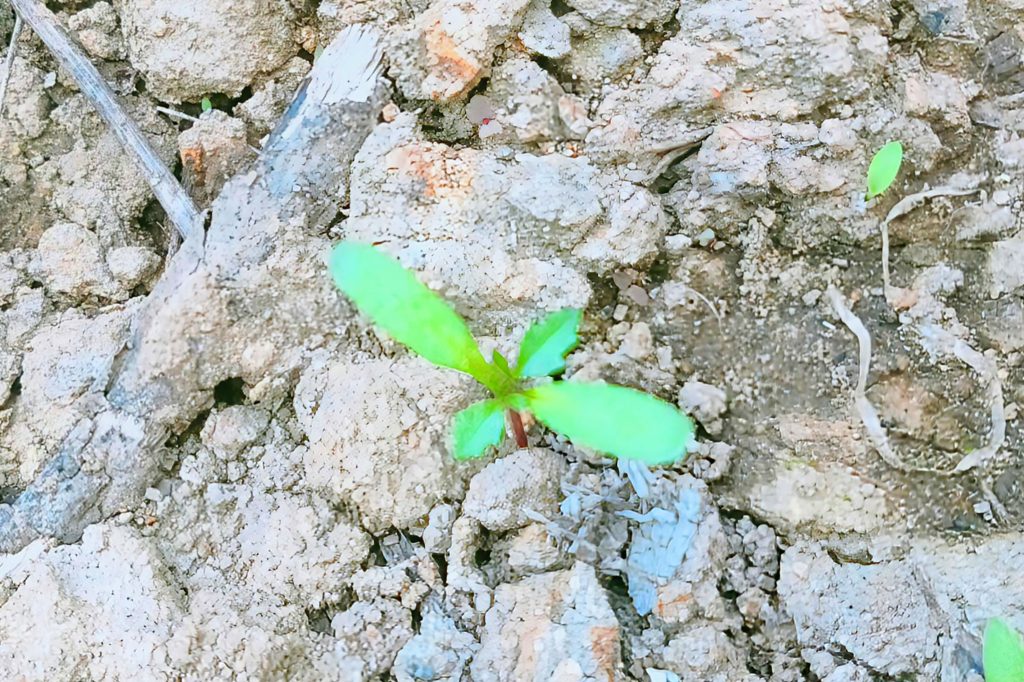 20250520_daiso marigold kj