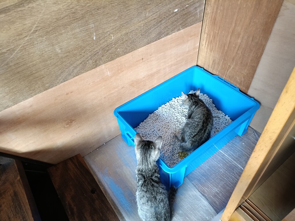 20251105_cat toilet (6)